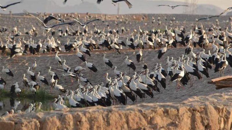 أولى أسراب الطيور