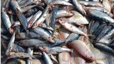 مباحث التموين تضبط نحو 8 أطنان لحوم ودواجن وأسماك فاسدة قبل ترويجها بالأسواق