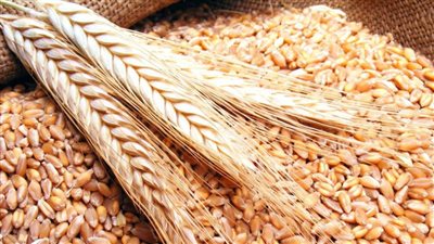 السلع التموينية تتعاقد على شراء 180 ألف طن قمح روماني وأوكراني