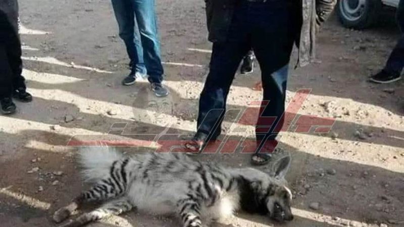 الحيوان المقتول