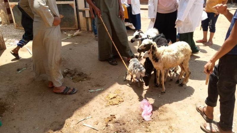 القافلة البيطرية