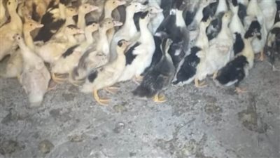 قرى منتجة.. توزيع 39 ألفا 340 طائرا بمشروع تربية البط بقرى البحيرة