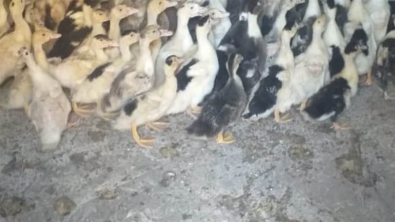 توزيع الطيور ضمن