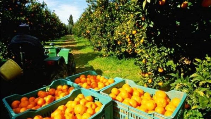 الزراعة الإسبانية