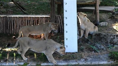 إصابة ستة أسود وثلاثة نمور بكورونا في حديقة حيوانات 