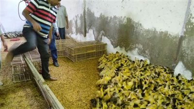 توزيع 40 ألف طائر بمشروع تربية البط لدعم الأسر بالبحيرة