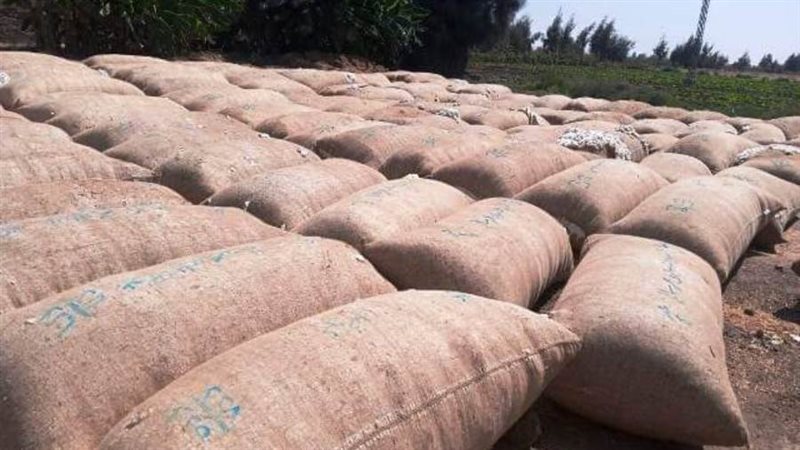 محصول القطن