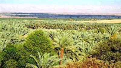 الخارجة تنفذ مبادرة الرئيس لزراعة النخيل على 12707 أفدنة بالوادي الجديد