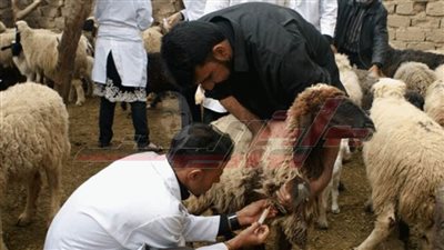 تحصين 11415 رأس غنم وماعز بكفر الشيخ