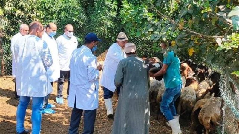 تحصين الأغنام