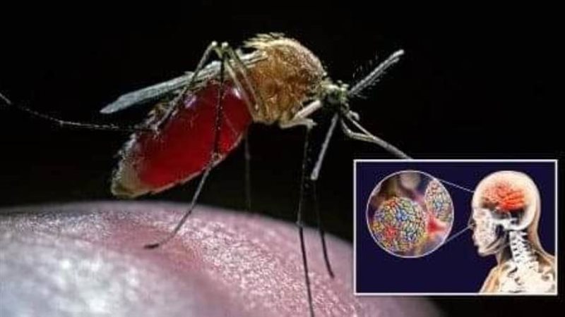 الباعوض الناقل للفيروس