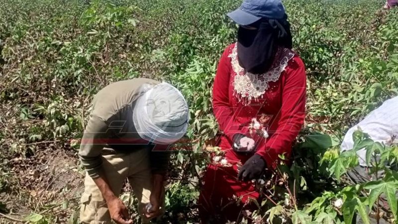 جني القطن بكفرالشيخ