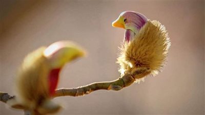 طيور أم زهور.. 