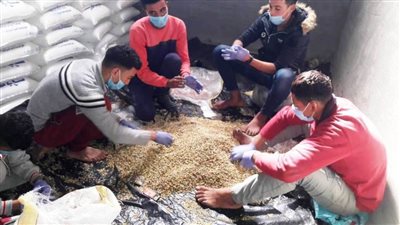 الفئران تنقل 39 نوعا من الأمراض للإنسان والحيوان