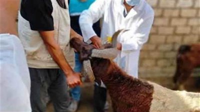 استمرار حملة تطعيم الأغنام والماعز ضد مرض الطاعون بشمال سيناء