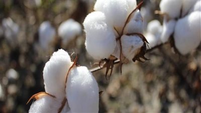 زراعة الدقهلية: جني 10 آلاف فدان قطن وتجهيز 26 نقطة تجميع