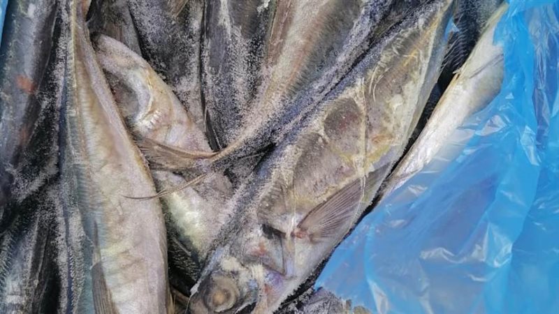 ضبط أسماك غير صالحة