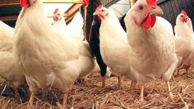 أسعار بورصة الدواجن الرئيسية اليوم والبيض الجمعة 1 أكتوبر 2021