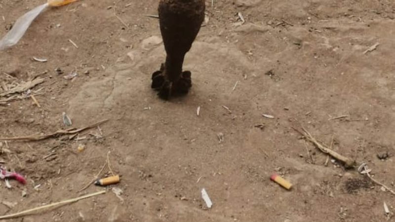 الدانة التي عثر عليها