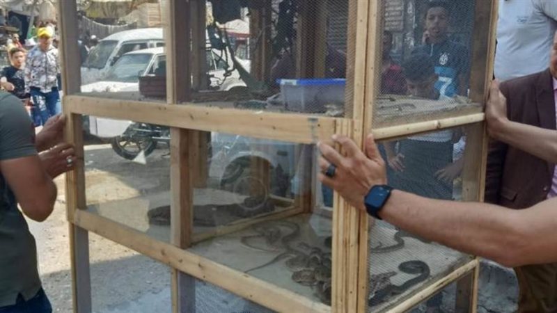 بوابة روز اليوسف