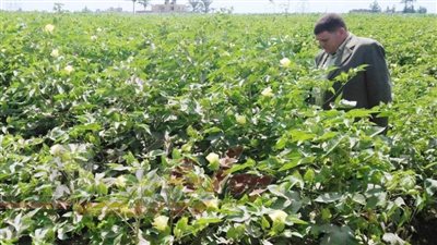 الذهب الأبيض.. جني 922 فدان قطن من المساحة المنزرعة و26 حلقة للتسويق بالبحيرة