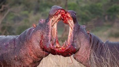 عاجل| تفاصيل معركة أفراس النهر الدموية (صور)