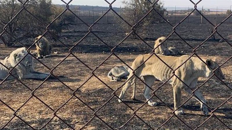 الأسود في حظيرة فري