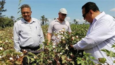 حصاد 1800 فدان من القطن طويل التيلة بدمياط