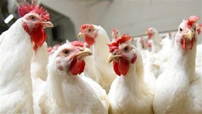 الزراعة تعلن نبأ سارا لمنتجي ومصنعي الدواجن بشأن التصدير للإمارات