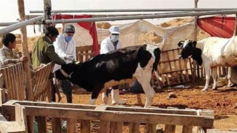 تحصين الأغنام ضد