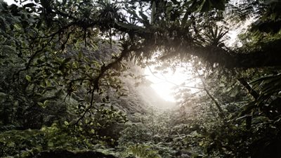 نبات غير معتاد من غابات الأمازون المطيرة حيّر العلماء 50 عاما