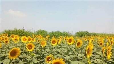 الريف المصري الجديد تخصص 420 فداناً لزراعة «دوار الشمس»