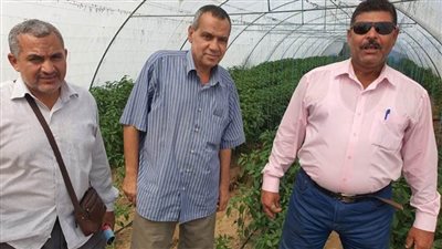 لجان مرور علي زراعات الفلفل بإدارة فايد الزراعية لحل مشاكل المزارعين 