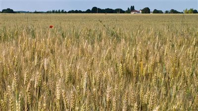 قبل بدء زراعة القمح.. خبراء الزراعة يقدمون حزمة نصائح للمزارعين