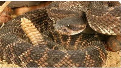 عاجل| الأفاعي تسكن تحت منزل امرأة.. اكتشاف 90 ثعبانًا