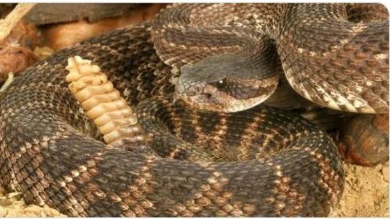 ثعابين أسفل منزل