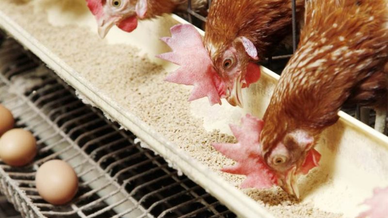 بورصة الدواجن