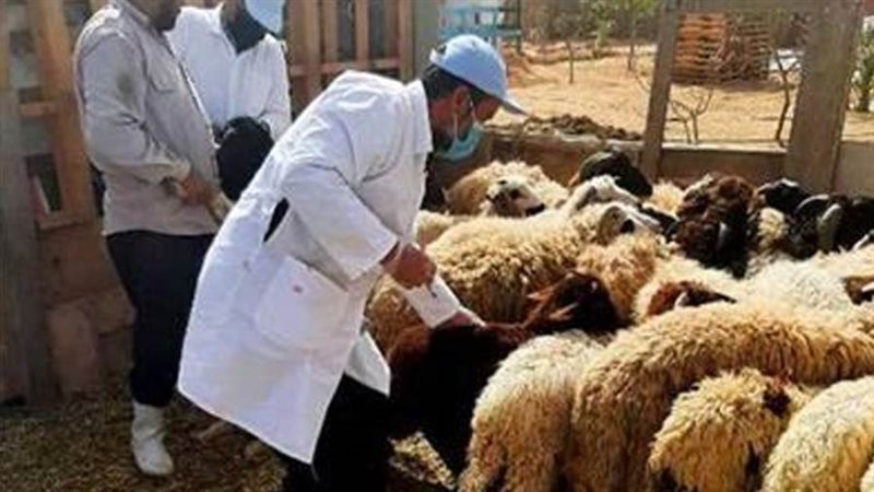 تحصين الأغنام والماعز