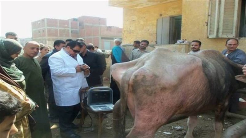 تحصين وتسجيل الماشية