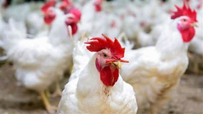 أسعار الدواجن والبيض اليوم الأربعاء 20 أكتوبر 2021