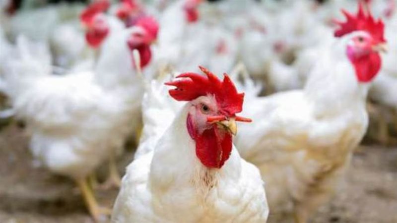 أسعار الدواجن اليوم