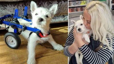 عاجل| شراء جهاز لكلبة مشلولة بـمبلغ مالي كبير ليساعدها على المشي