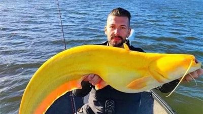 عاجل| اصطياد سمكة عملاقة 