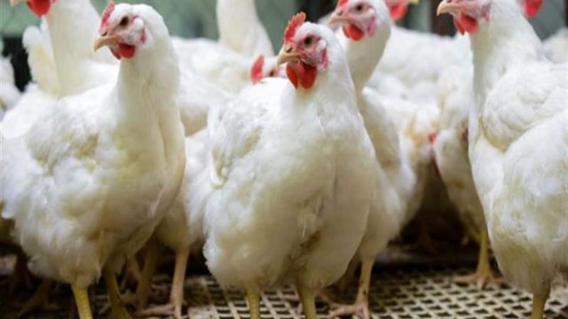أسعار الدواجن اليوم