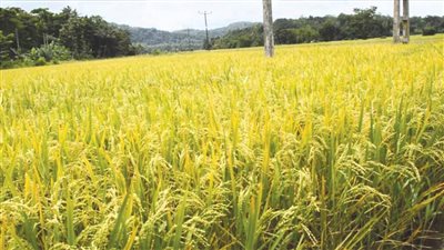 زراعة دمياط: حصاد 45 ألفًا و140 فدانًا من محصول الأرز حتى الآن