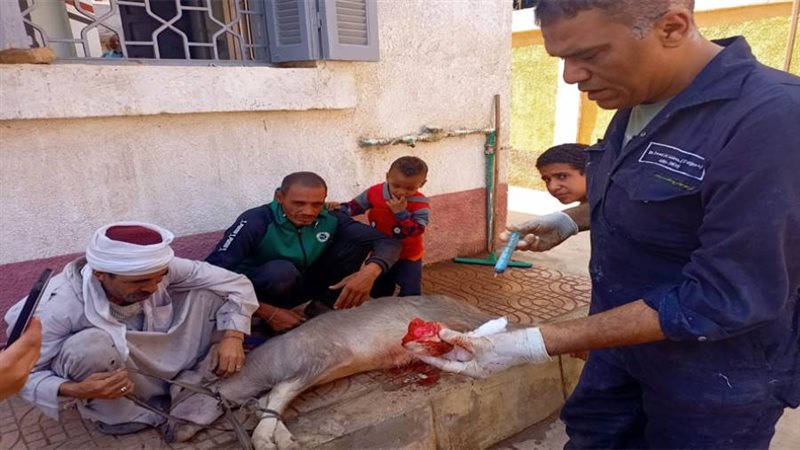 فحص وعلاج رؤوس ماشية