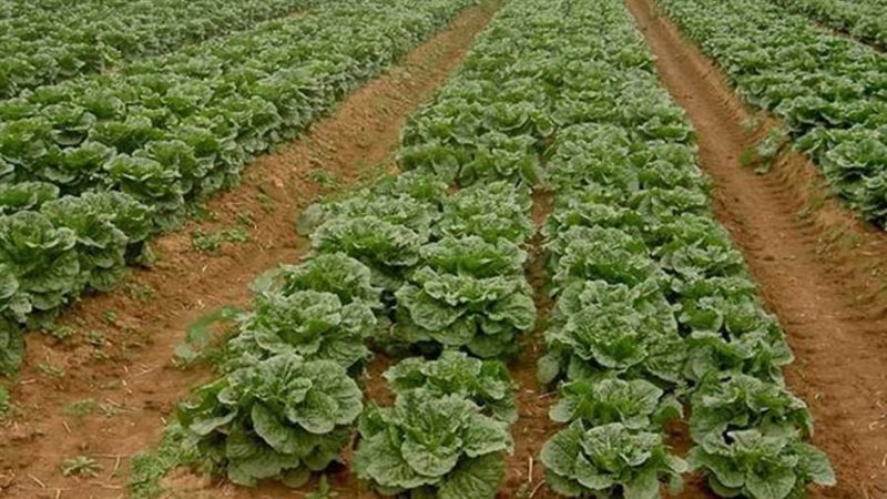 مشروعات حصاد الأمطار