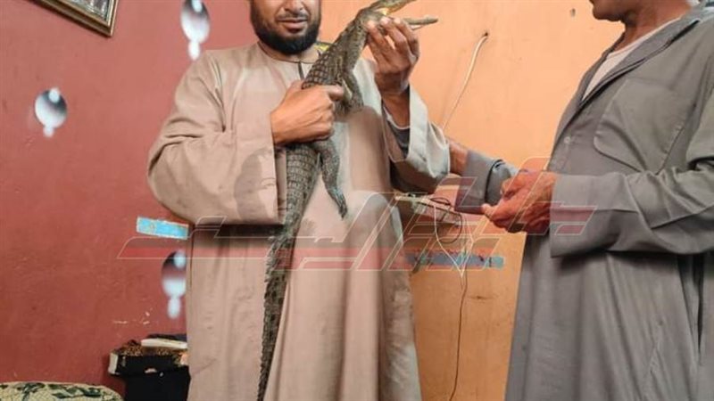 التمساح الصغير