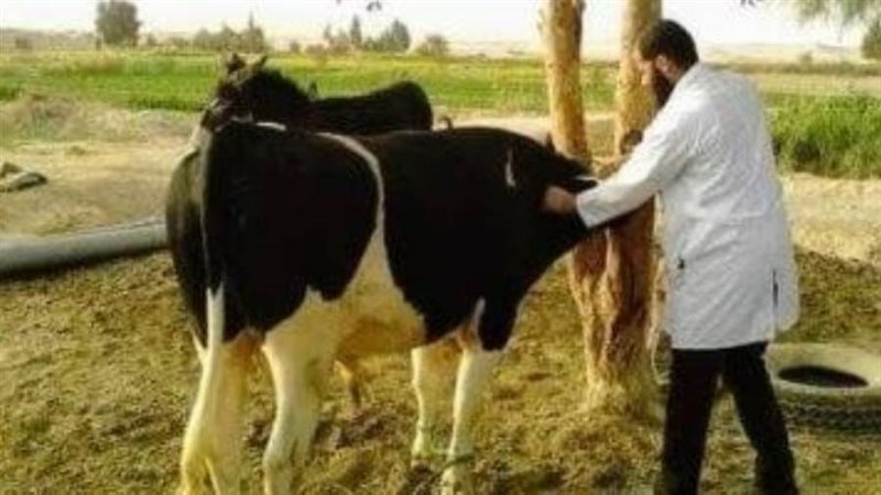 تحصين المواشى بالبحيرة