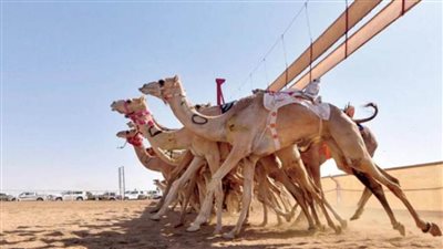 انطلاقة منافسات كأس اللجنة الأولمبية بميدان تبوك للهجن غداً